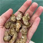 Are Oysters Native to Hawaii? ·
