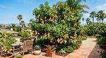 Can Mangoes Grow in San Diego? |