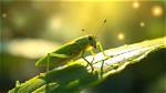 Discover the Alluring Secrets of Grasshopper Allston: a Culinary Adventure