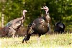 Discover the Best of New Hampshire Turkey Restaurants