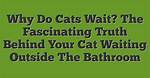 Discover the Truth Behind "What Is Cat Blender Video"