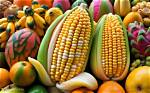 Discover the Unique Fruit That Resembles Corn on the Cob