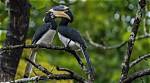 Discovering the Black Martin Animal: a Fascinating Species