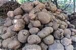 Discovering the Story of the Yam Yam Survivor Husband