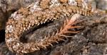 Discovering the Unique Spider-Tailed Viper: a Marvel of Nature