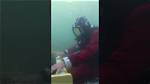 Dive into the Secrets of Seal Net Worth