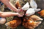 Do You Need to Feed Chickens If You Let Them out Stardew?