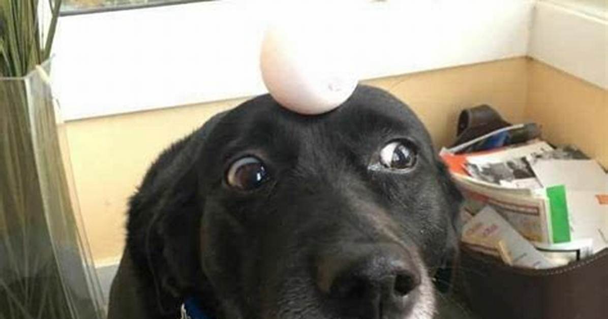 Dog with Egg on Head
