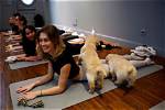Experience Tranquility: Pittsburgh Puppy Yoga Extravaganza 2024