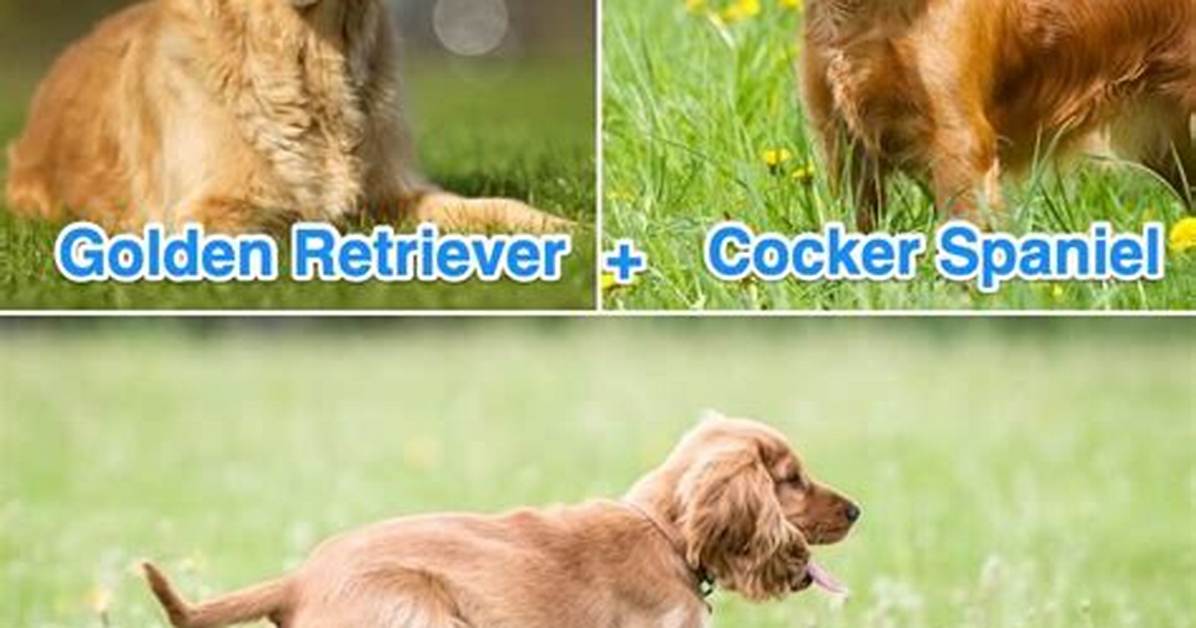 Exploring the English Cocker Spaniel Golden Retriever Mix