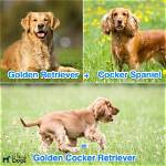 Exploring the English Cocker Spaniel Golden Retriever Mix