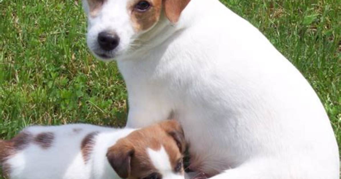 Find Your Perfect Jack Russell Terrier for Sale in Georgia
