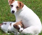 Find Your Perfect Jack Russell Terrier for Sale in Georgia
