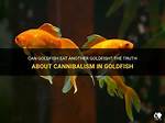 Goldfish Cannibalism: Do Goldfish Eat Other Goldfish?