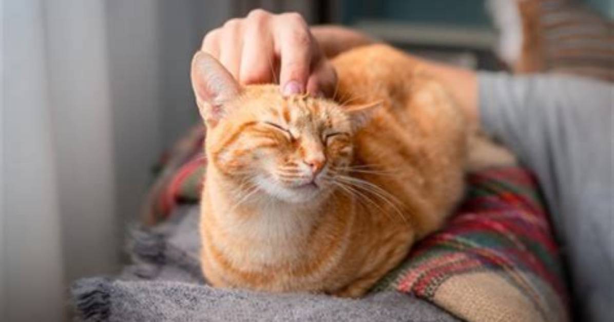 Home2 Cat Friendly: Your Home for a Happy Cat