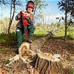 How to Cut Trees - Zeldatears of the Kingdom Wiki Guide |