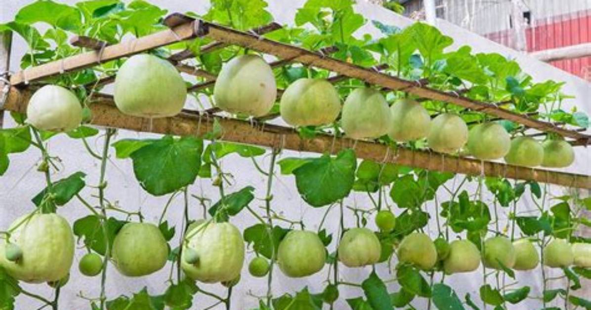 How to Grow Honeydew Melon