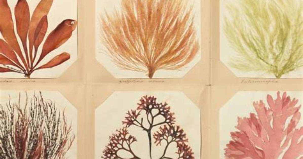 How to Preserve Seaweed for Art