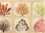 How to Preserve Seaweed for Art