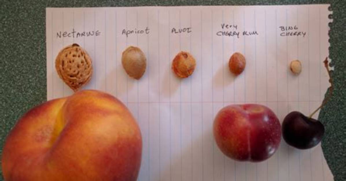 Is a Plum a Big Cherry? |