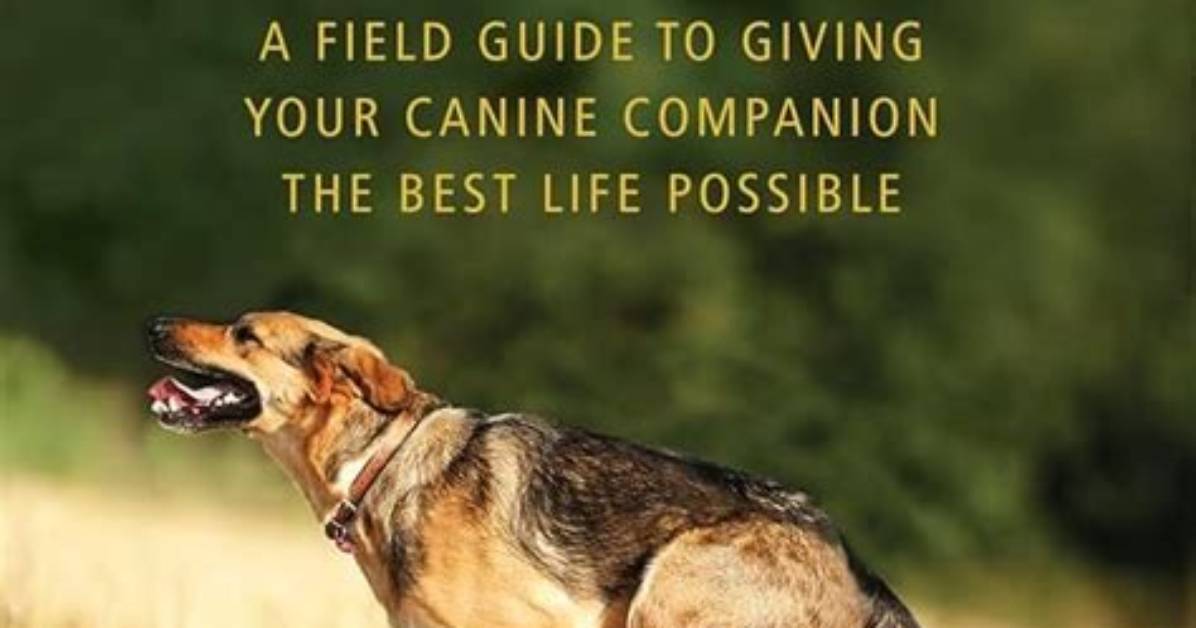 K9Lady: the Ultimate Guide to Canine Companionship and Care