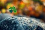 Little Clover Whispers: a Journey into Nature's Secrets