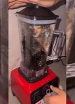 Man Puts Cat in Blender Video