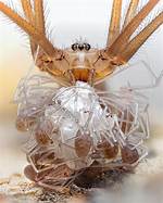 Sophieraiin Spider: the Enigmatic World of a Rare Arachnid