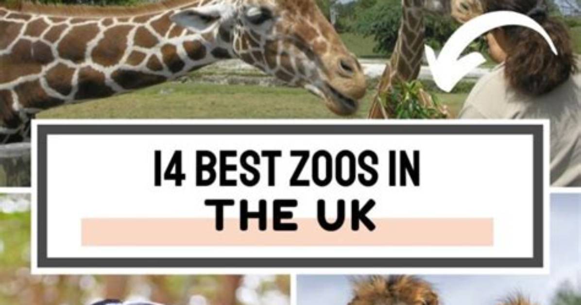 The Essential Guide to Zoos in the Uk: Your Ultimate Zoo Adventure