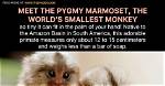 The Fascinating Life of the World Smallest Lady