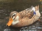 The Fascinating World of Duck Ears