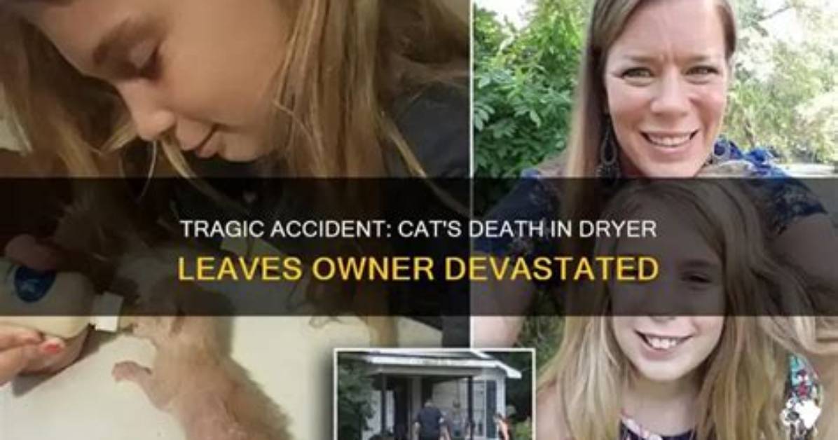 Tragic Accident Involving Nika the Cat Leaves Community Heartbroken