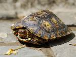 Turtles Purr Like Cats, Croak Like Frogs, and Even Breathe Like Darth Vader. No One Really Understan