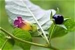 Uncover the Enigmatic Secrets of Deadly Nightshade