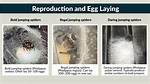 Understanding Spider Reproduction: How Can You Tell If a Spider Is Pregnant?
