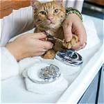 Unlocking the Secrets of Flawless Pet Grooming