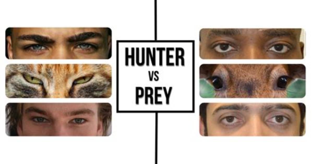 Unveiling the Mystique of Prey Eyes: Nature's Intriguing Adaptation