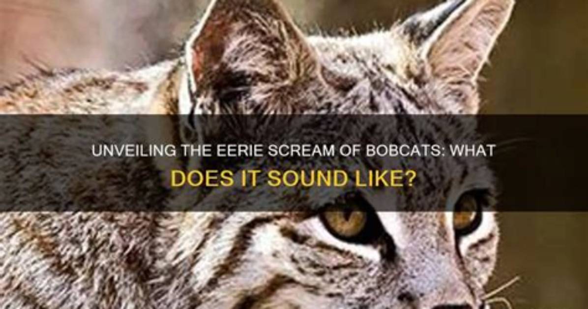 Unveiling the Secrets: Bobcat Screams Demystified!