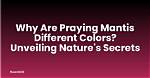 Unveiling the Secrets of Praying for an Ex's Return: Discoveries and Insights