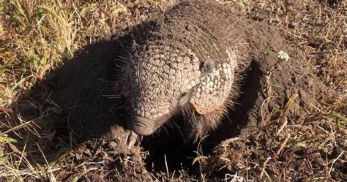 Unveiling the Secrets of the Dusty Armadillo Photos: a Journey of Discovery