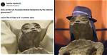 Unveiling the World of Mexican Memes: Discoveries and Insights