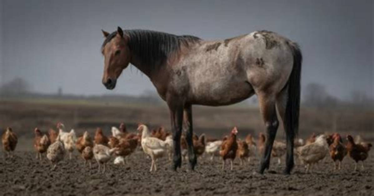When Horses and Chickens Collide: the Surprising Encounter of Nature