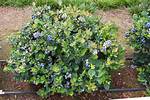 Which Miracle Grow for Blueberries? |