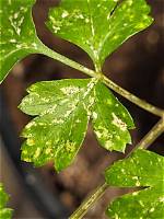 Why Is My Parsley Plant Turning Yellow? |
