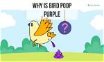 Why Is Some Bird Poop Purple?
