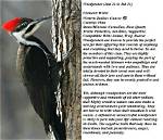 Woodpecker Animal Totem Symbolism & Meanings